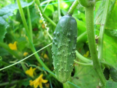 Cucumber on the Vine