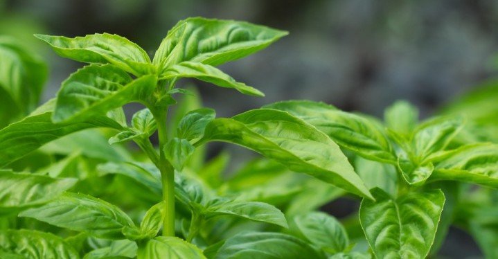 Basil to detoxify the body