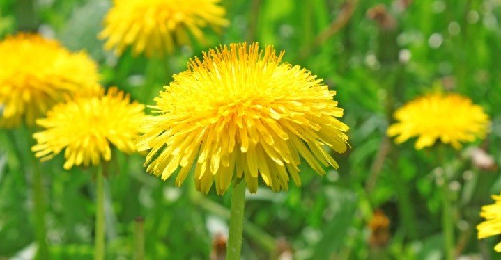 Dandelions for detoxification