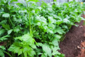 parsley for vibrant skin