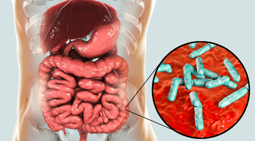 how gut health and bacteria affects your body and brain, gut microbiome close-up featured