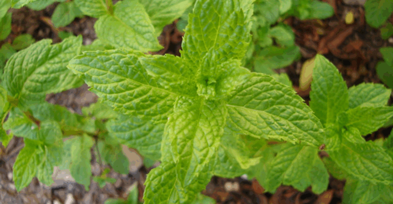 16 Delicious Herbs You Should Grow in Your Summer Garden