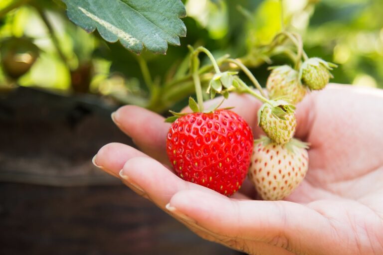 11 Delicious Summer Fruits to Grow Right in Your Backyard