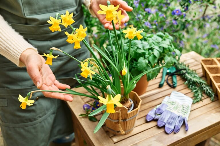 11 Interesting Facts You Didn’t Know About Daffodils