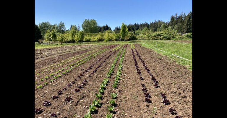 20 Veggies That Will Flourish in Your Summer Garden