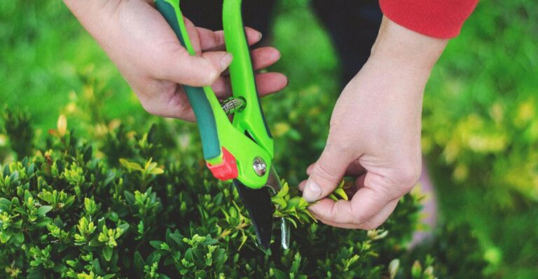 11 Easy Tips for Pruning Your Garden Plants the Right Way